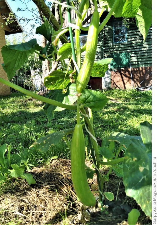 Рука так и тянется сорвать и съесть :)