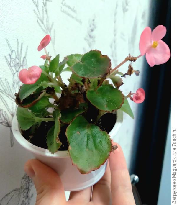 Спасённая бегоша