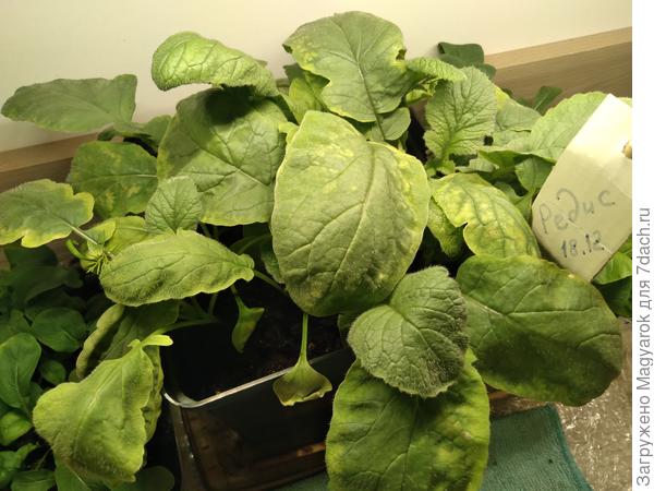 Лопухастики