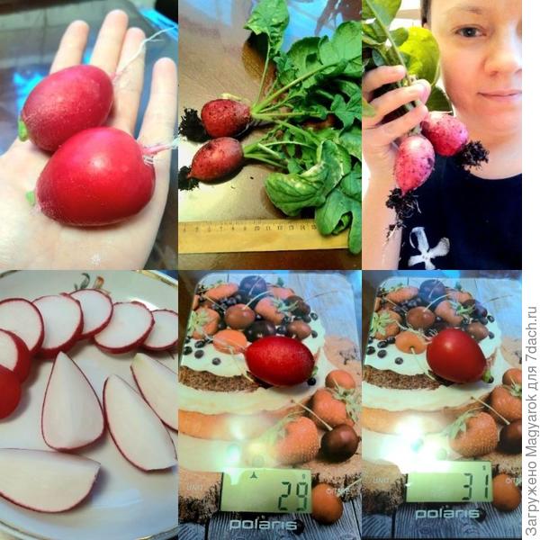 26 дней со дня всходов