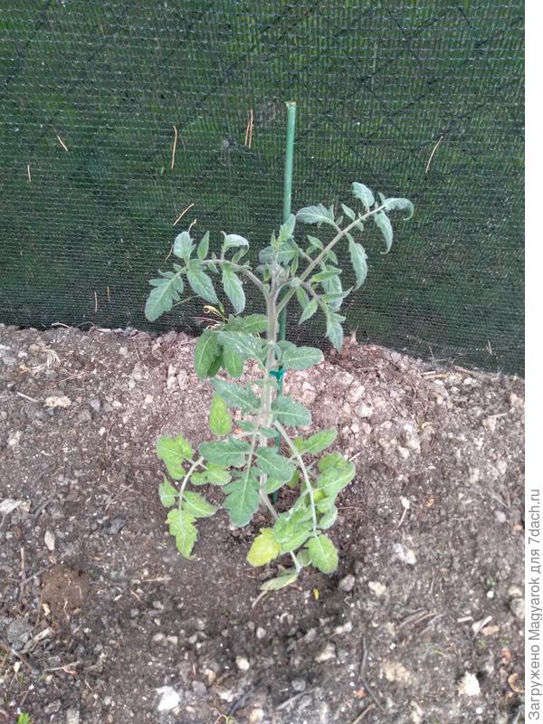 Пушистый некто, явно морозоустойчивый