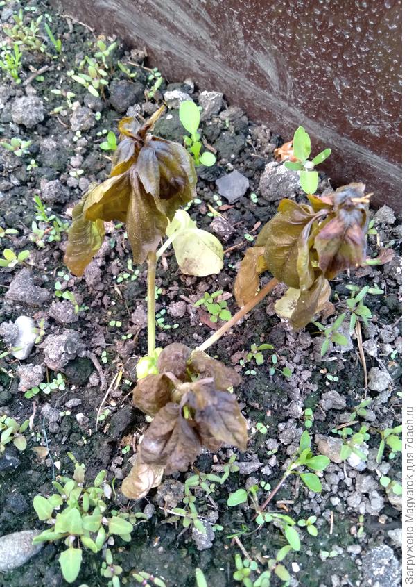 Это нечто было недавно базиликом