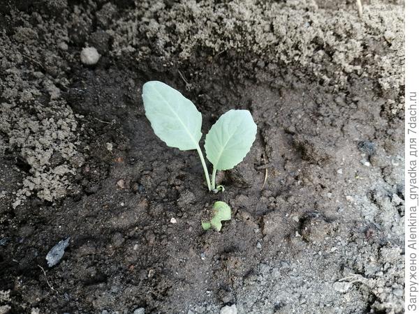 Кустики маленькие, но как показала практика, приживаются они лучше, чем большие.