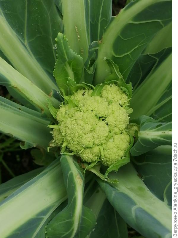 Растёт не по дням, а по часам