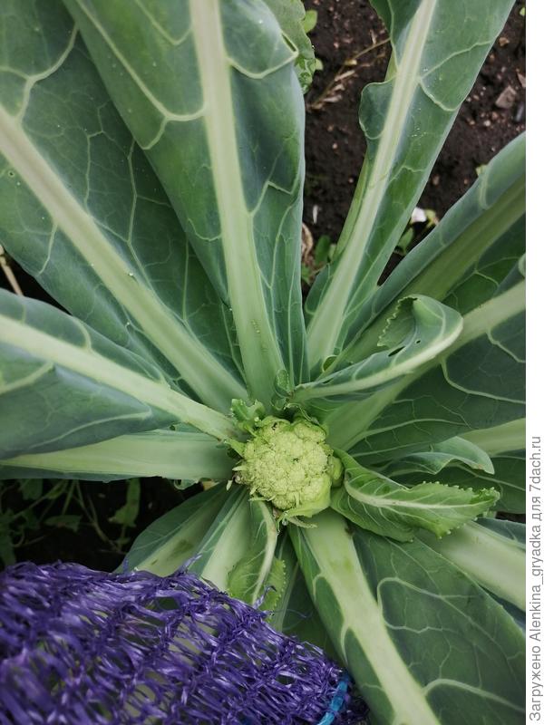 Состояние качана на 3 августа