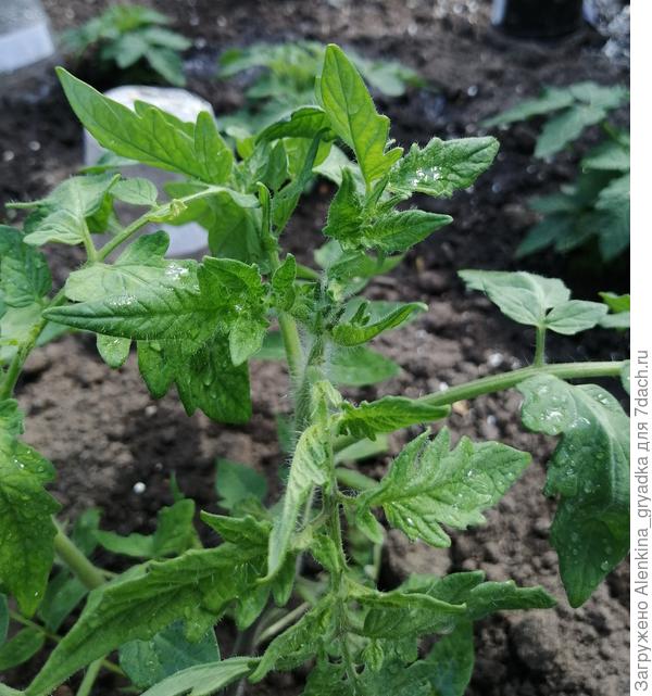 Томат "Вкусника"