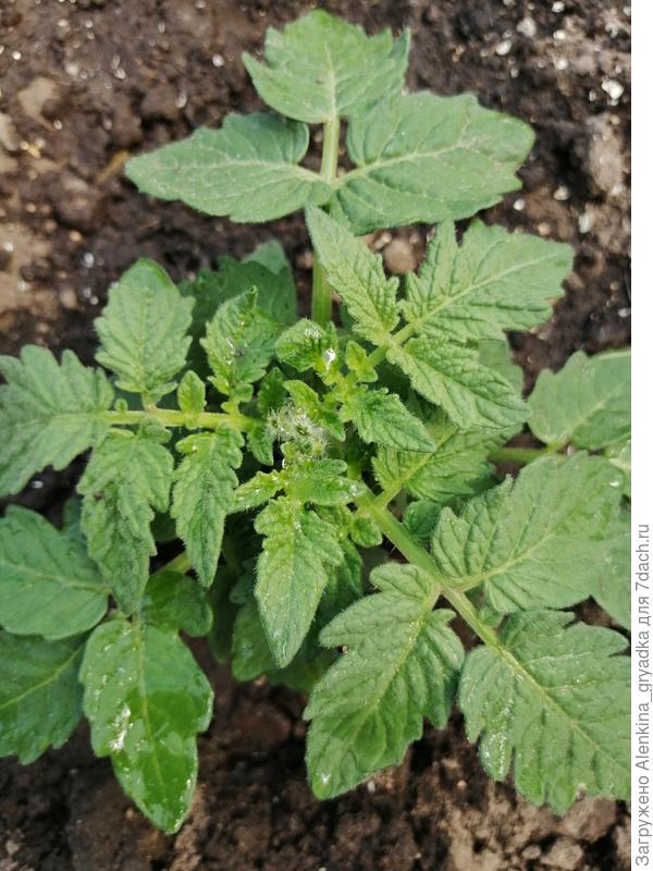 Томат "Бамбини"