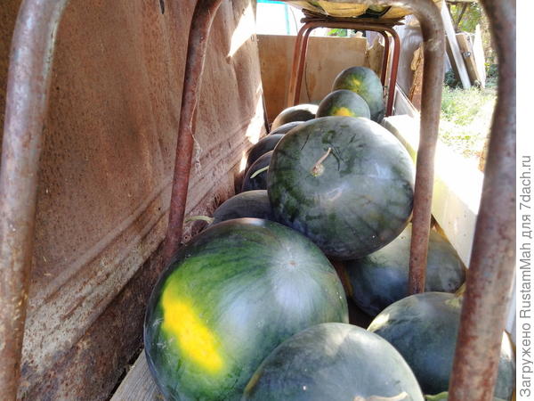 арбузы