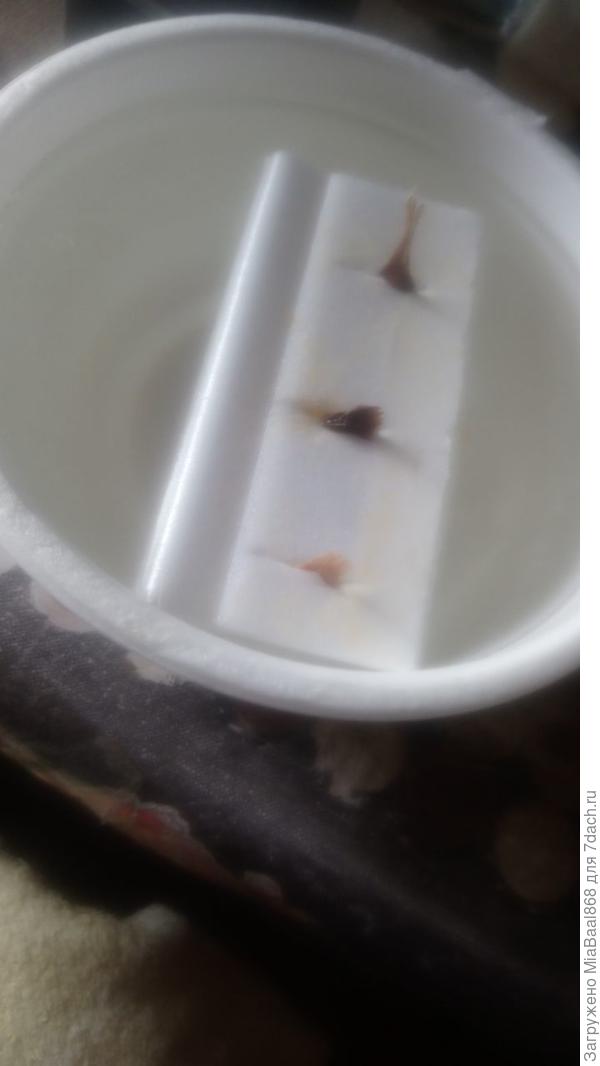 Замачивание семян плюмерии