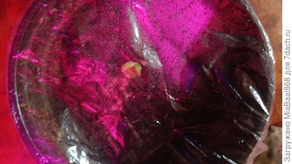 Плюмерия открывает свои "листочки"