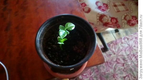 Радость моя!