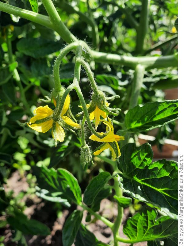 Цветёт Ваше плодородие