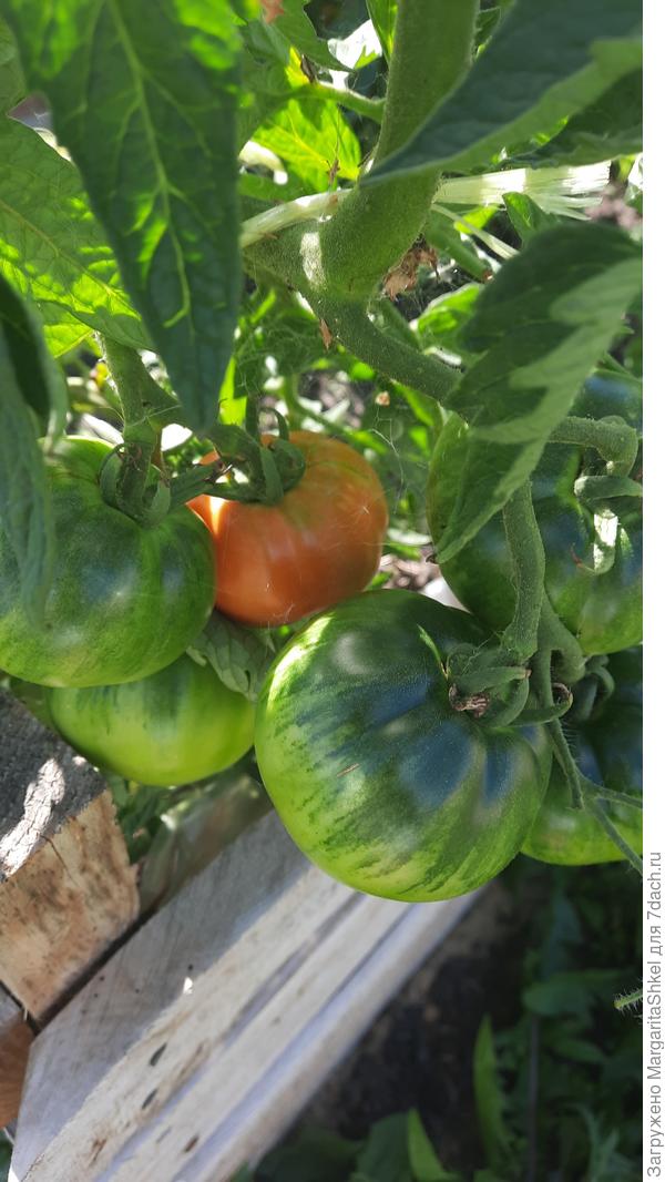 Тунгуска плоды