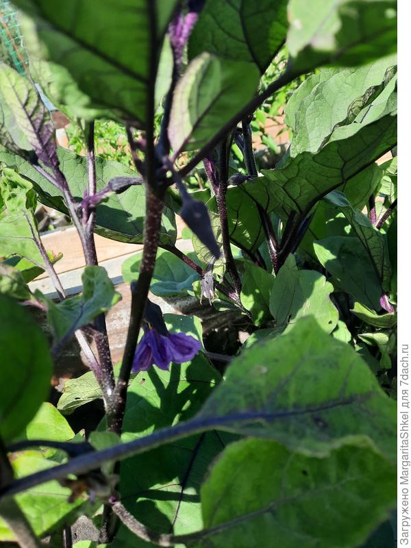 Баклажаны в цвету