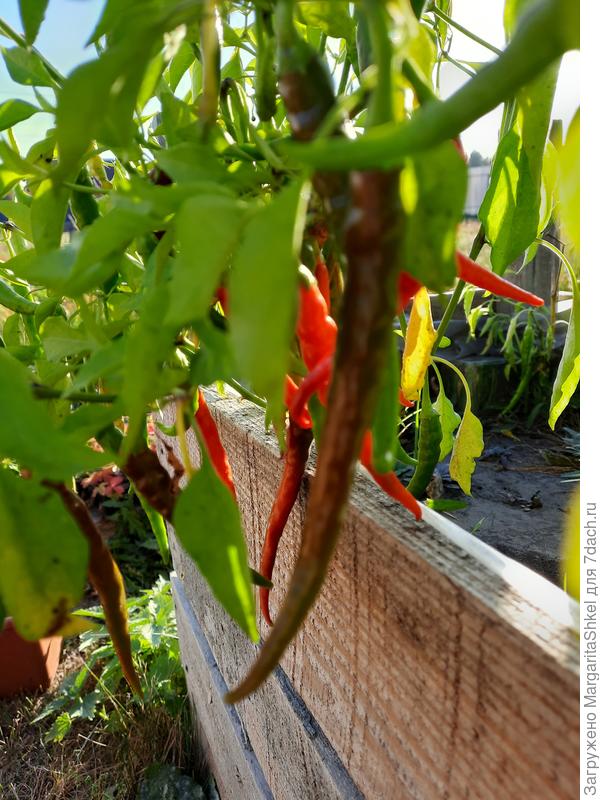 Плоды Кайенского