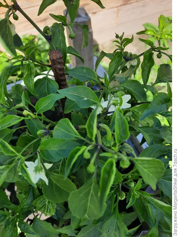 Цветение Гриль Черри