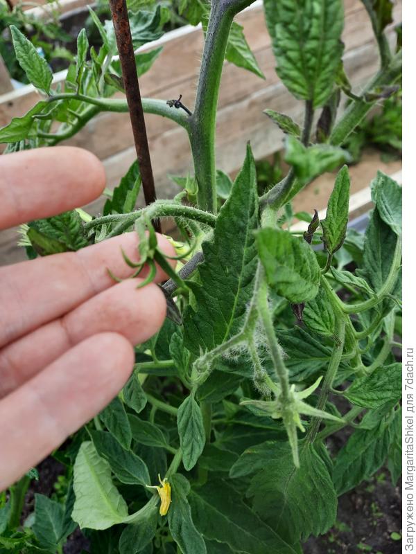 Ваше плодородие