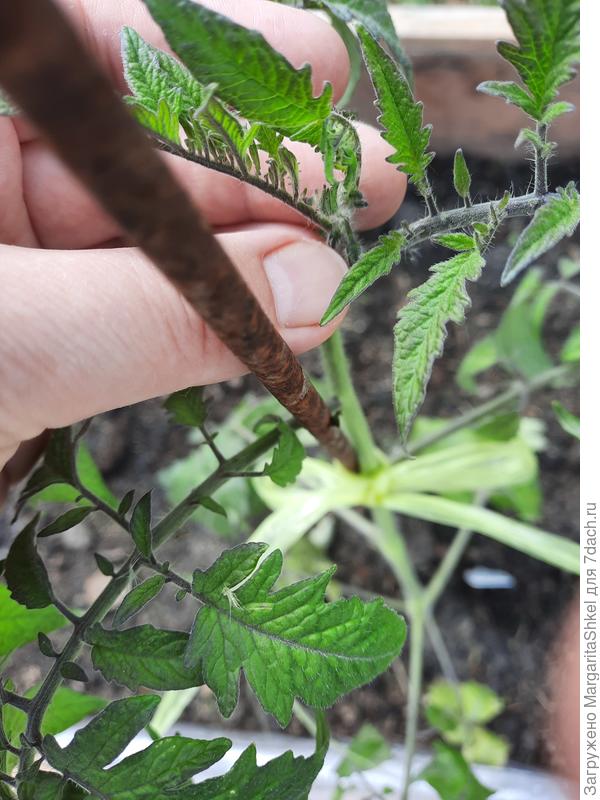 Ваше плодородие