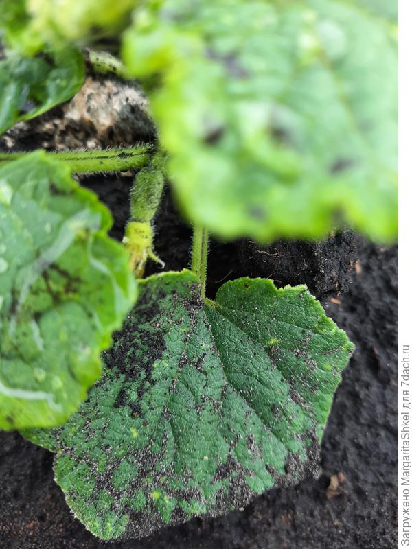 Завязь с цветком