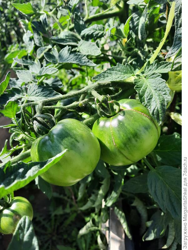 Ваше плодородие