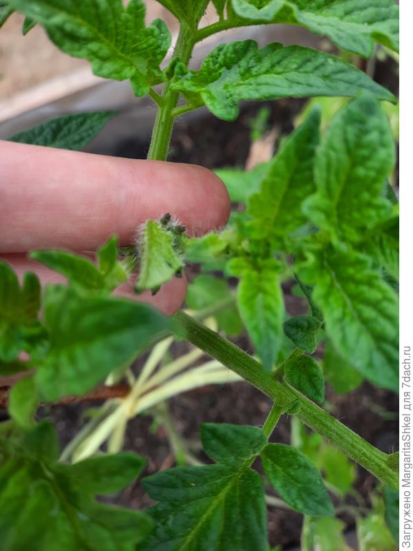 Ваше плодородие