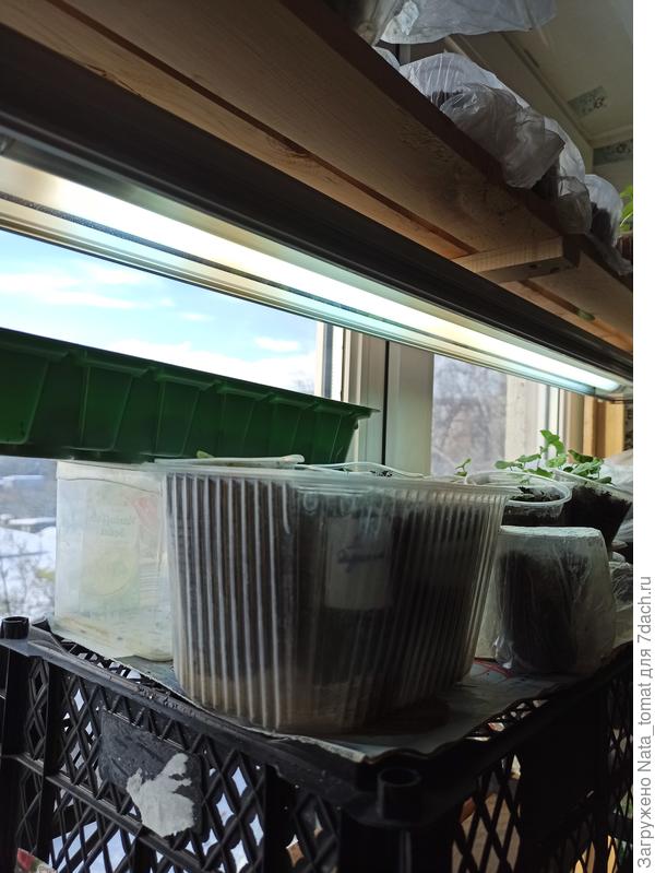 Полка с моими цветами