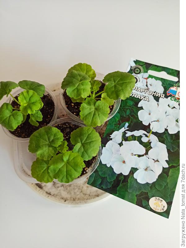 Пеларгония от Седек. Всходы 3 из 5