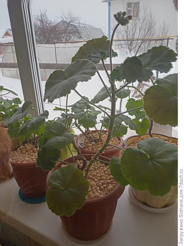 Вот свою резать собралась. Но она цвести собралась,придется ждать))) во время цветения не обрезают.