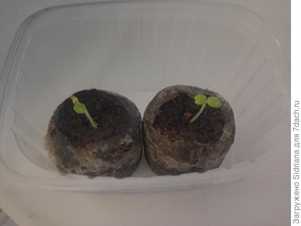 На пятый день появились первые всходы. 2 из 5-ти в смеси "капри". Сегодня выглядят вот так. Завтра отправлю под лампу.