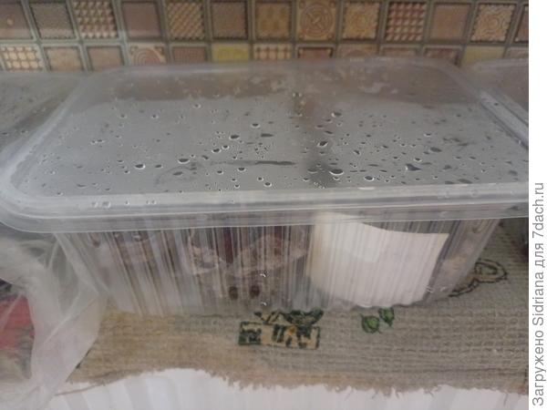 Посеяны были в торф.таблетки 10.01 и помещены в контейнеры.