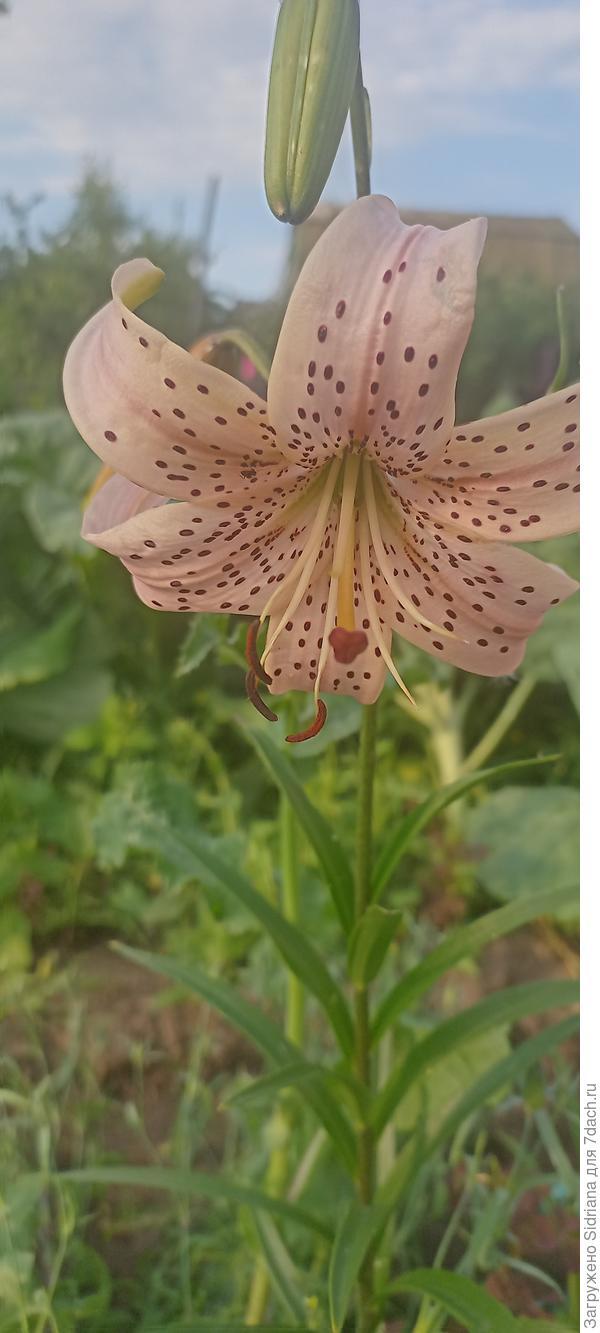 Я вот такую долго искала. В прошлом году таки посадила ))