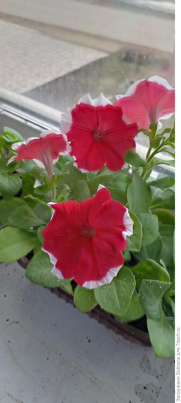 Она в рассаде. К сожалению нет фото в горшках