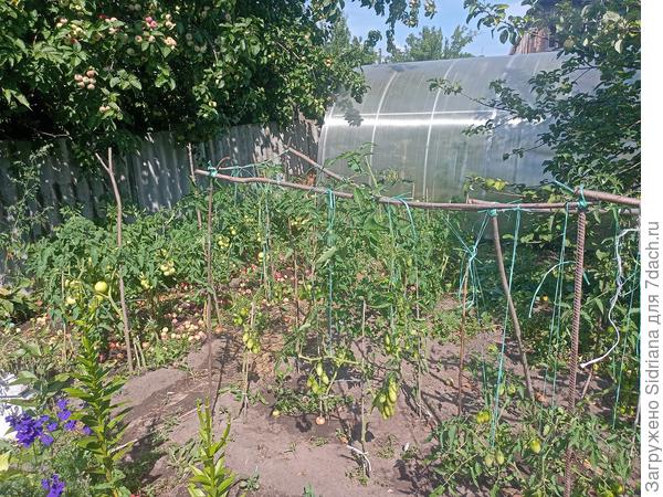 Фото не очень хорошее,но мою конструкцию и высоту куста примерно оценить можно)