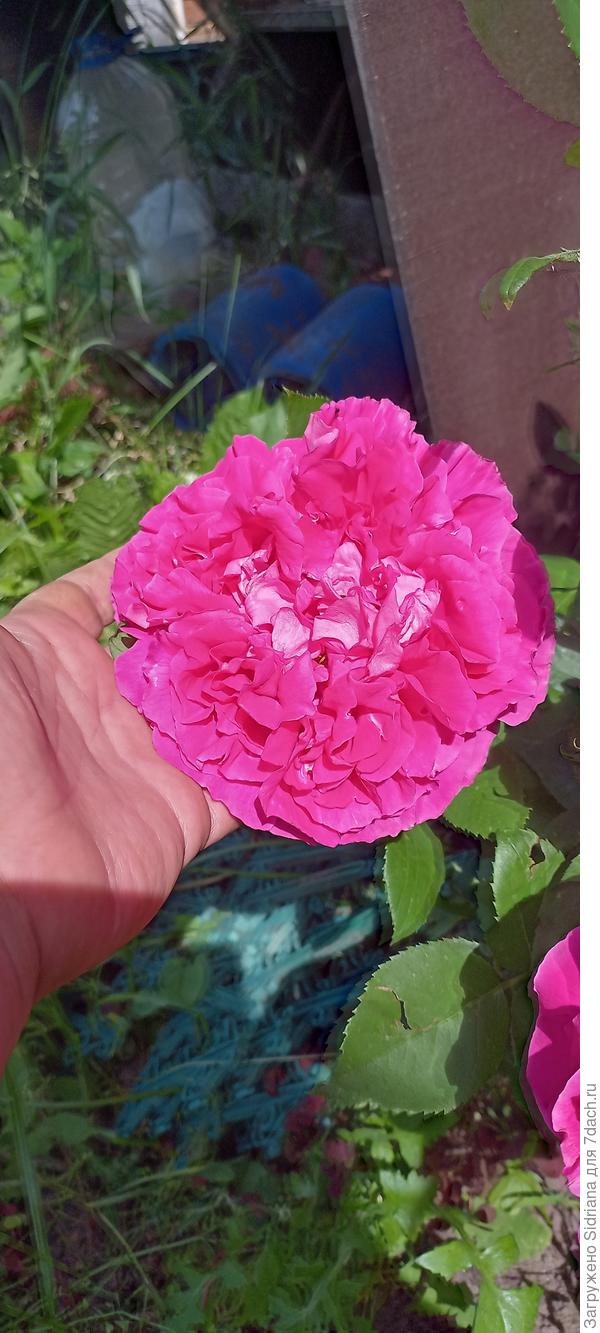 Примерный размер цветка. Это средние по величине