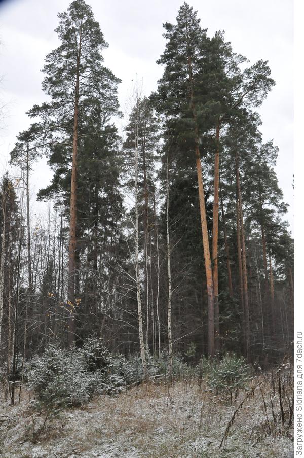Лес готовится к зиме.