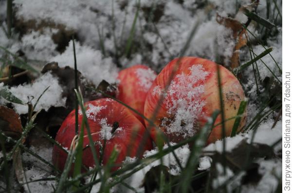 Яблоки на снегу)