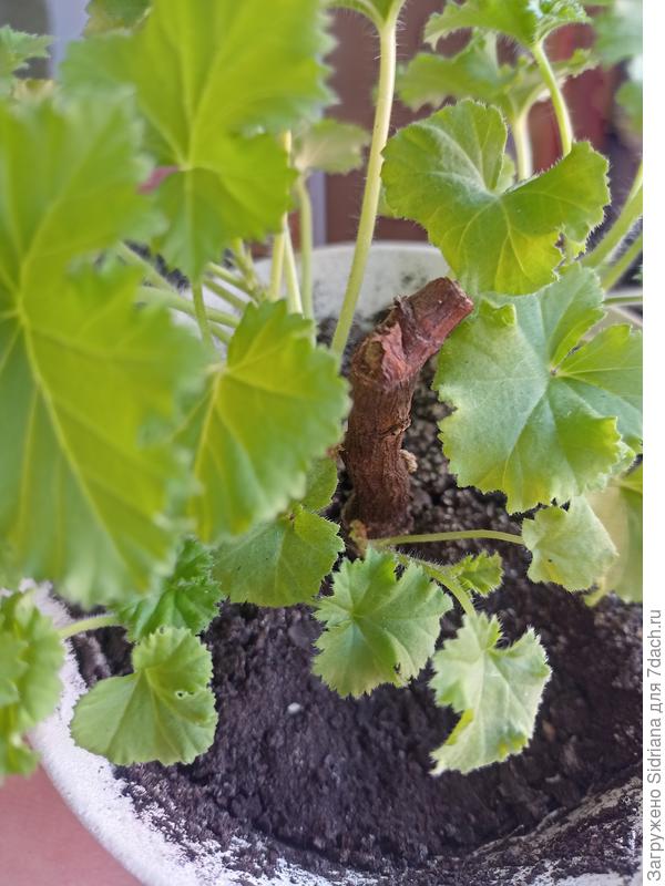 Вот такой пенек оставляю