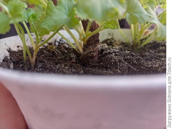 Идут свежие побеги и от ствола и от корня.