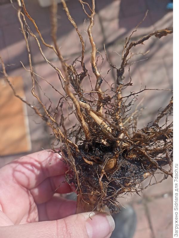 Нашла один из корешков. Правда уже пару часов на воздухе пролежал. На вид и на ощупь совершенно живой. Выдергивается с большим трудом.