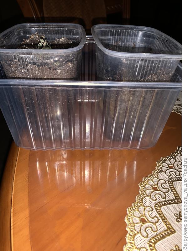 Для убедительности поставила в 1 литровый контейнер два по 0,5