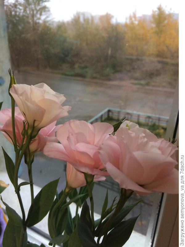 Дома ещё цвели.