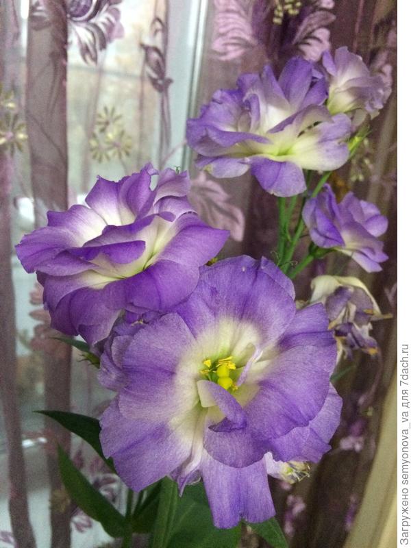 В первый год не очень пышное цветение.