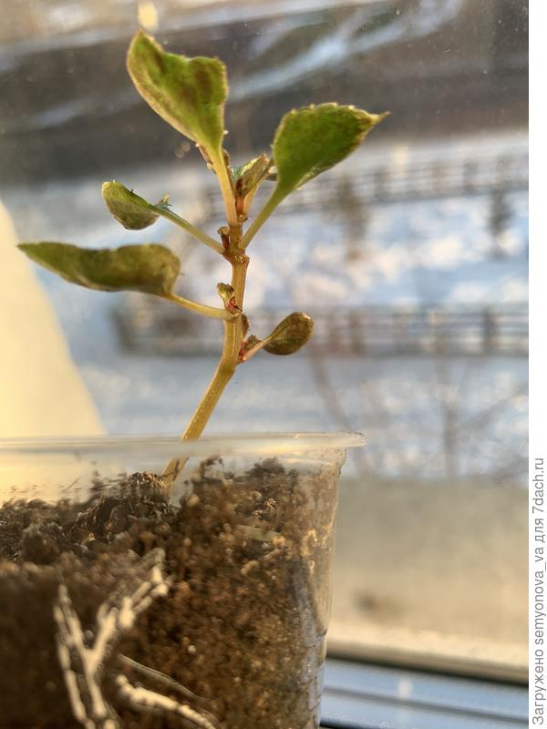 Красно-белый