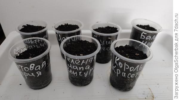 Томатные гнмы