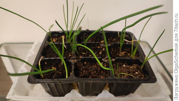 Тут видно, что в кассете не одна луковка