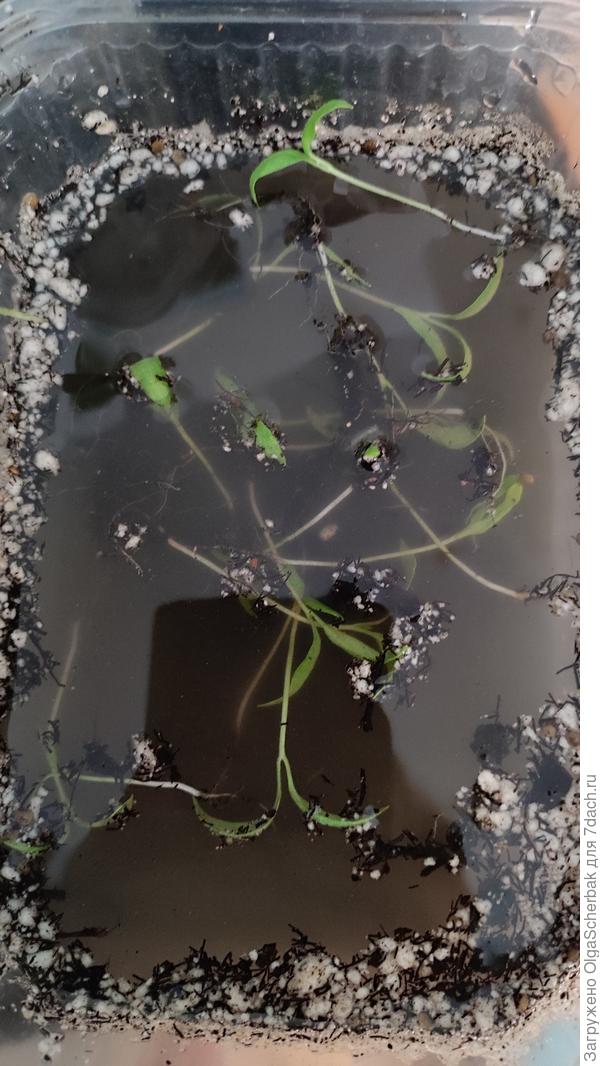 Пока плавают