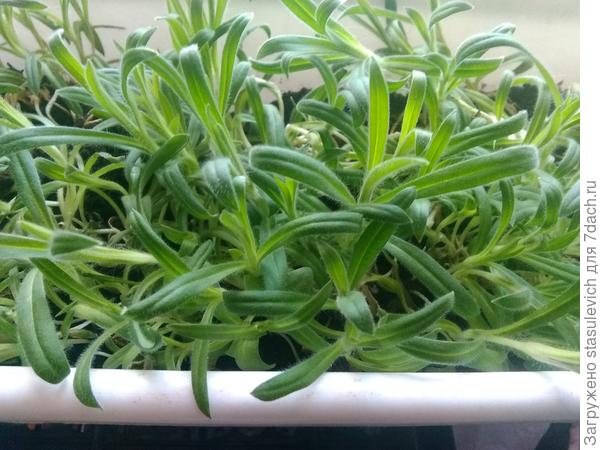 Вот такие растут