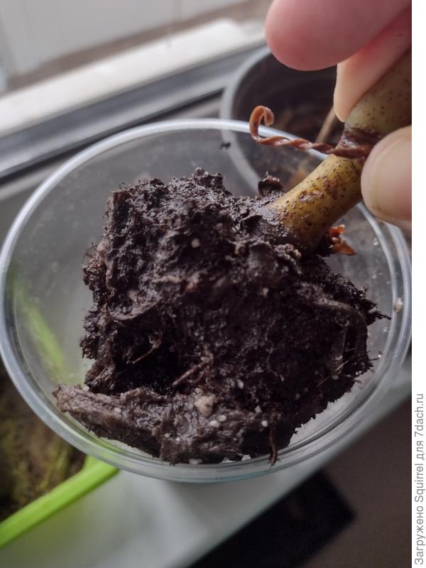 Корень бегонии