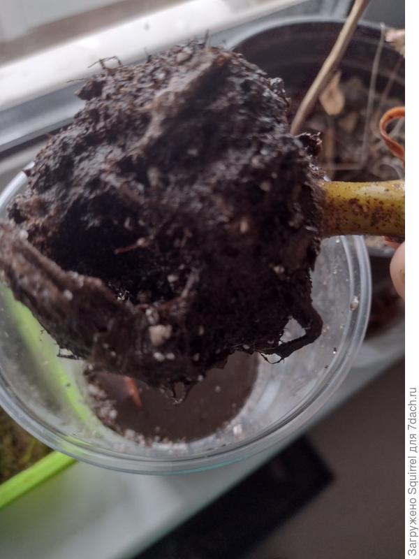 Не знаю, что за белые камешки на корне цветка