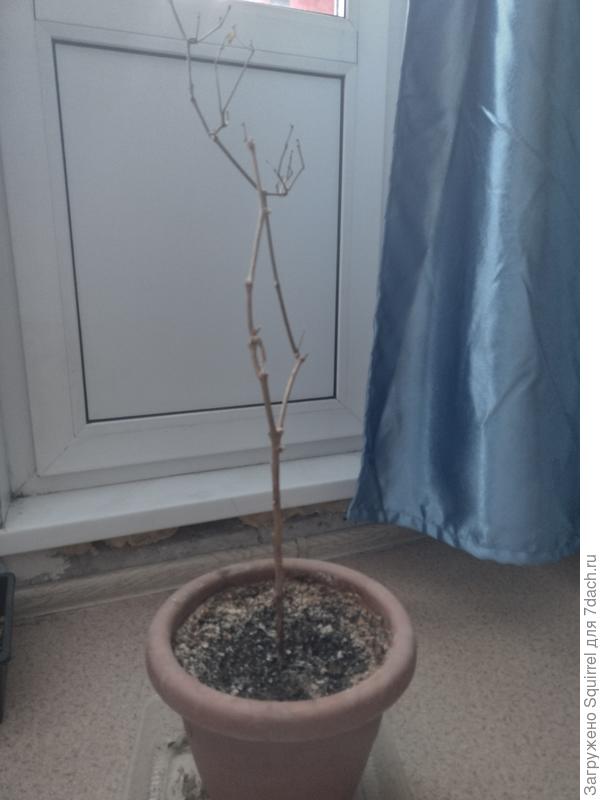 Кайенский перец. Не знаю, умер или отдыхает?